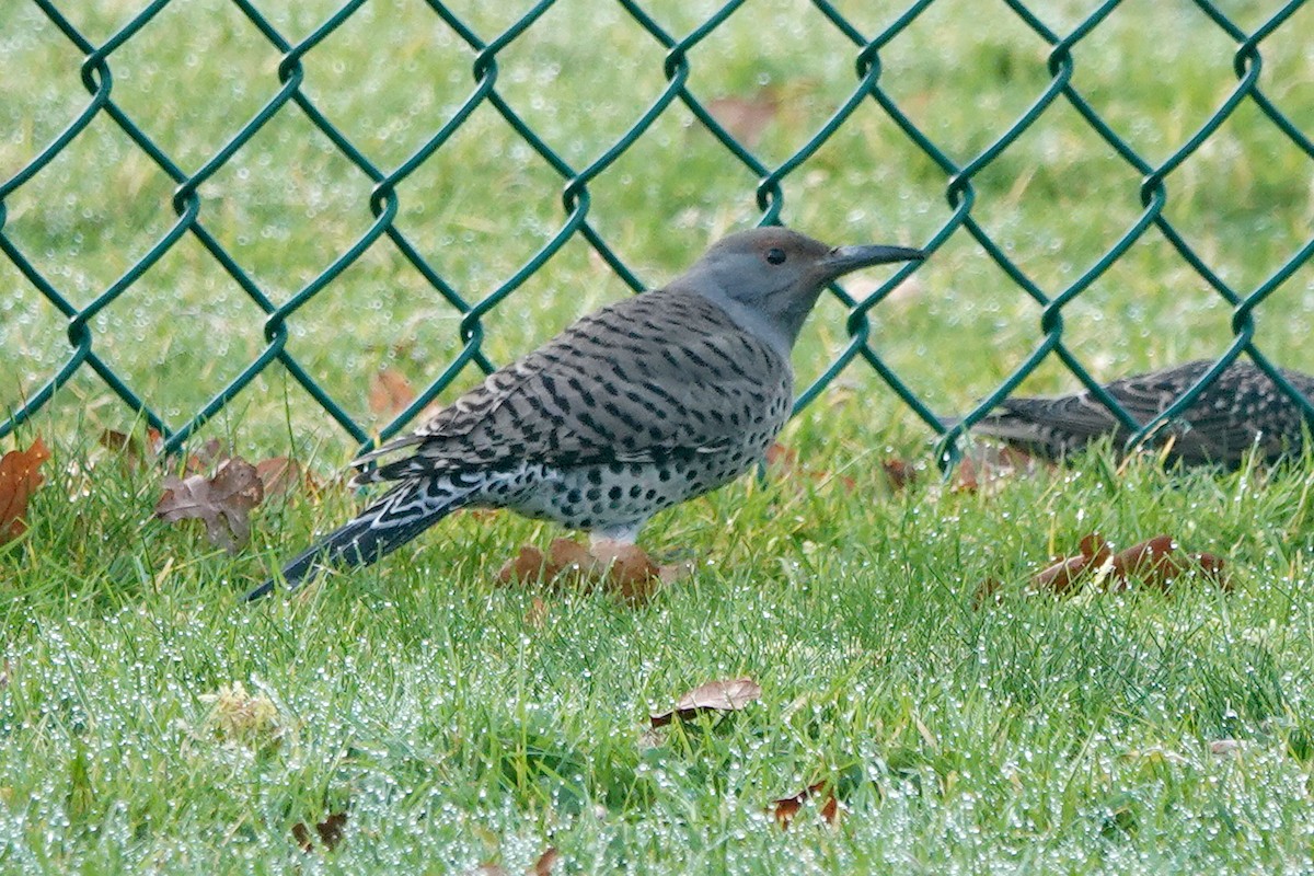 Northern Flicker - ML629528356