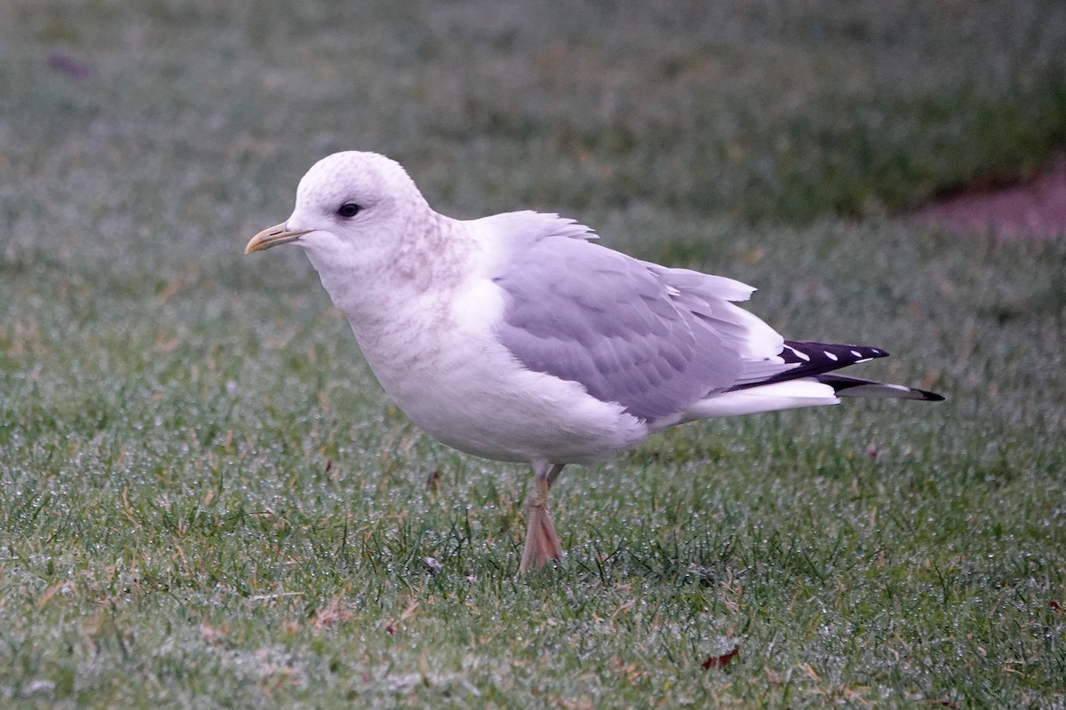 Short-billed Gull - ML629528392