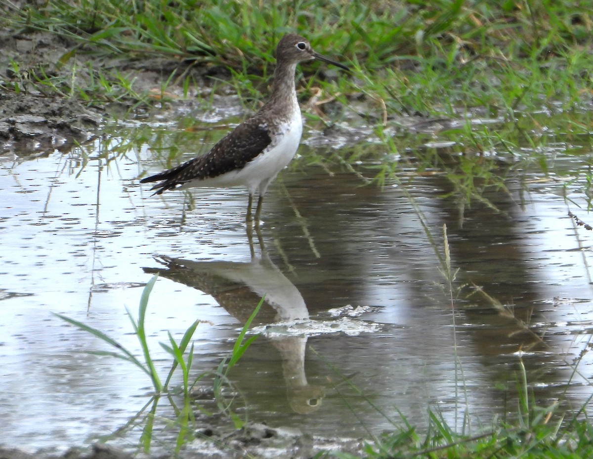 Solitary Sandpiper - ML629528499