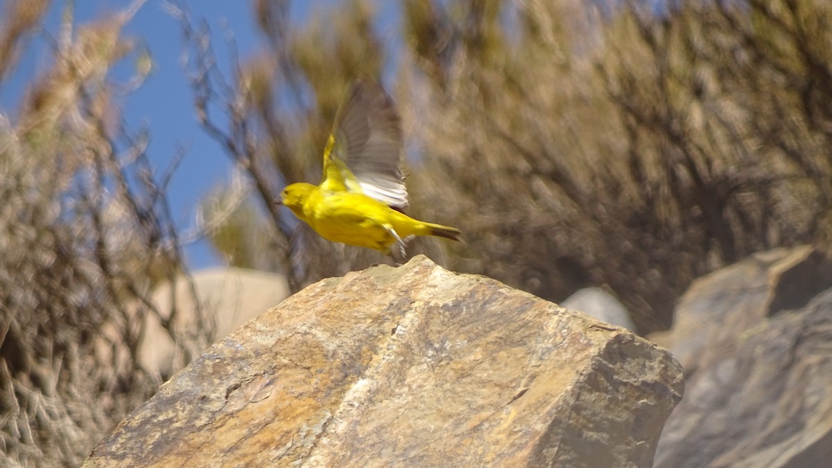 Puna Yellow-Finch - ML629528517