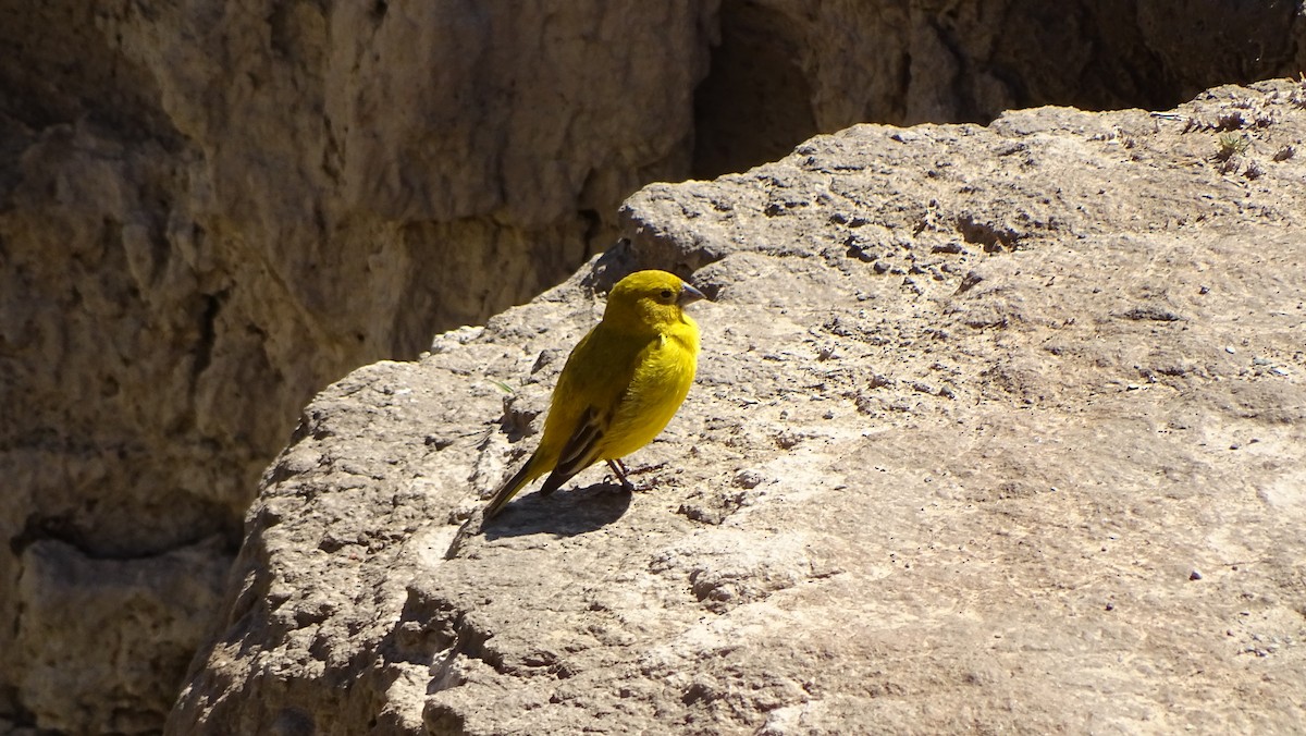 Puna Yellow-Finch - ML629528567