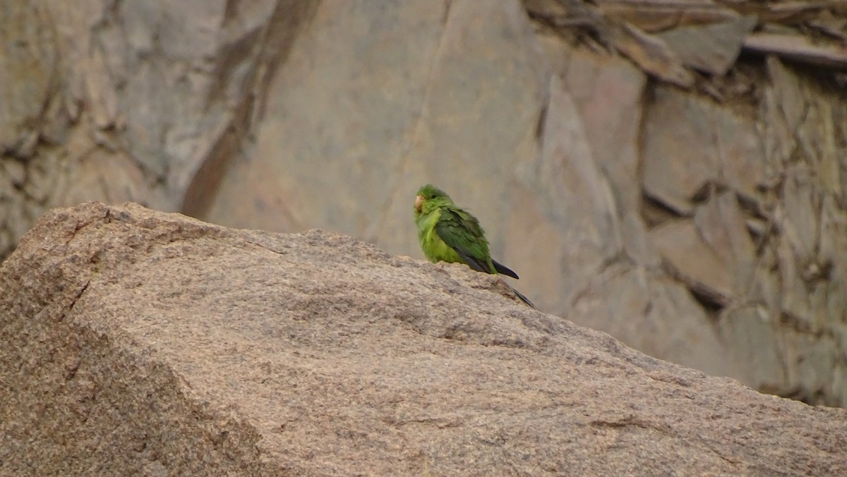 Mountain Parakeet - ML629528641