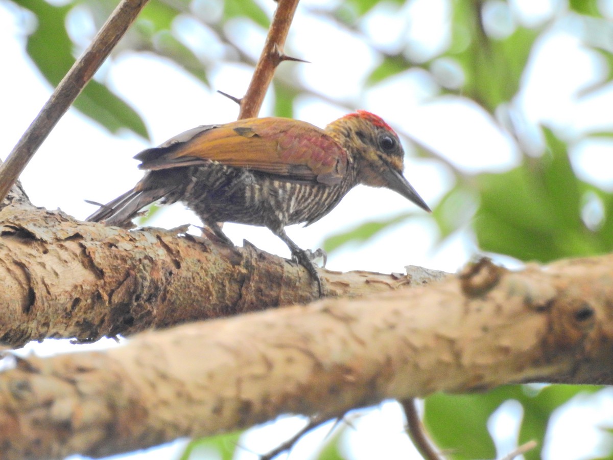 datel načervenalý - ML629528811