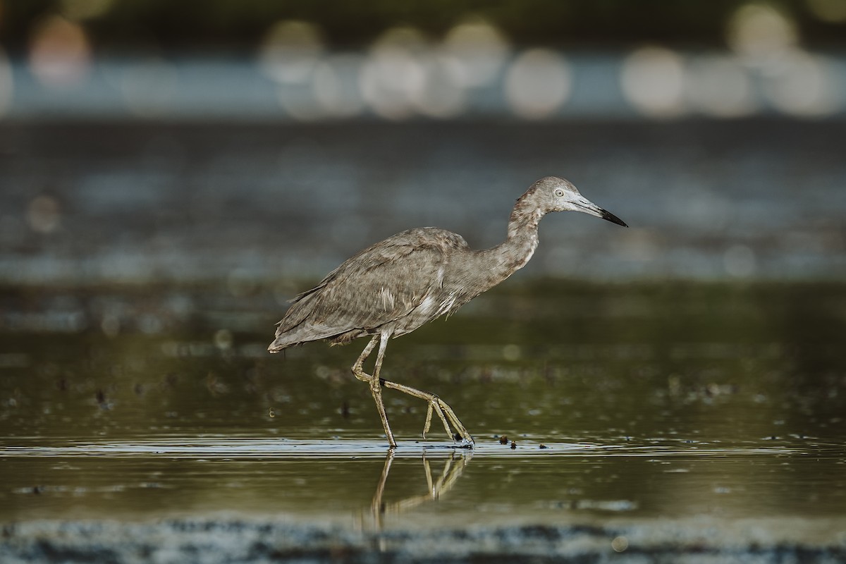 Little Blue Heron - ML629529094
