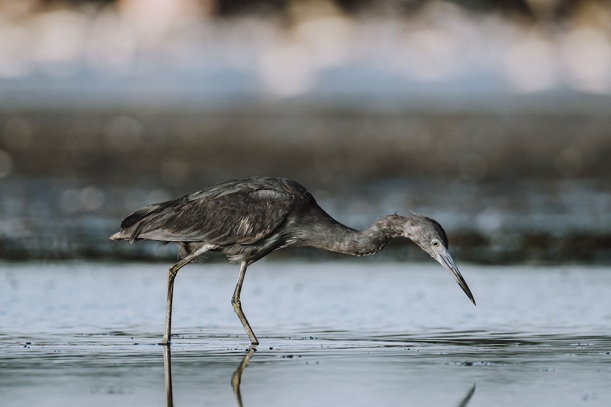 Little Blue Heron - ML629529095