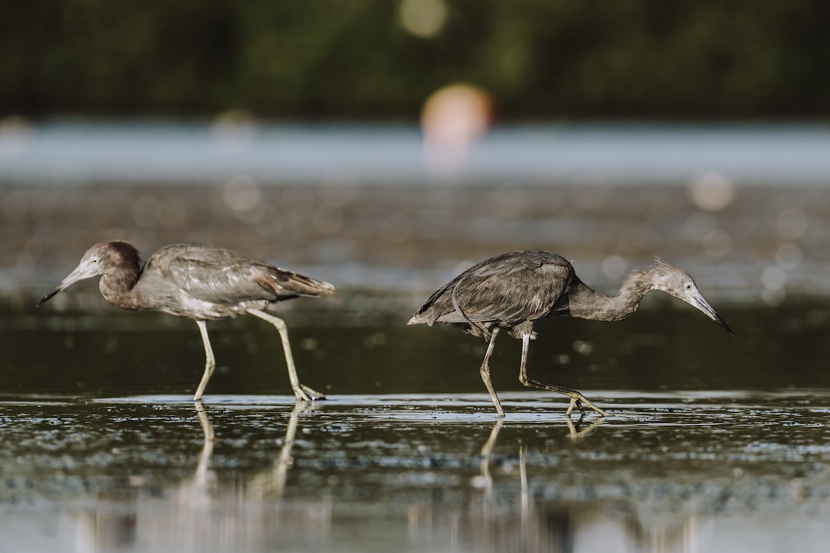 Little Blue Heron - ML629529096