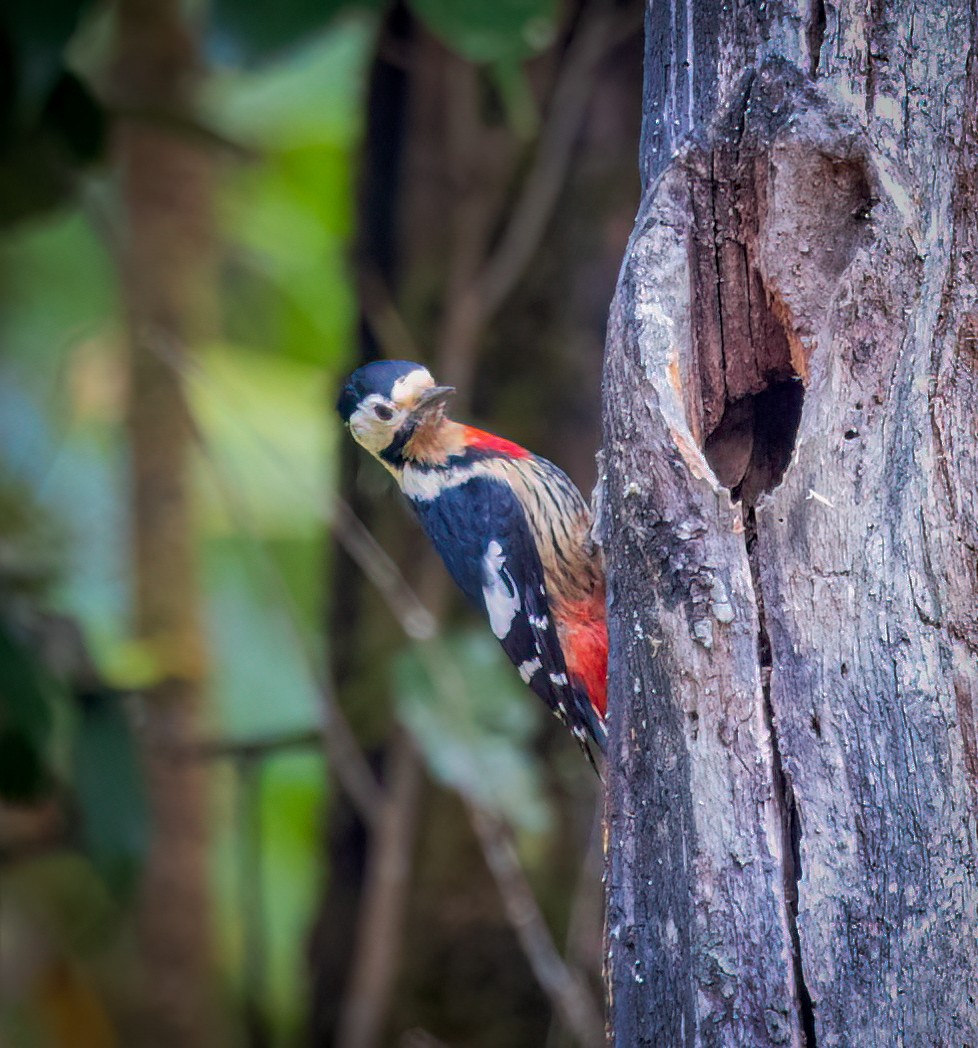 Necklaced Woodpecker - ML629529164