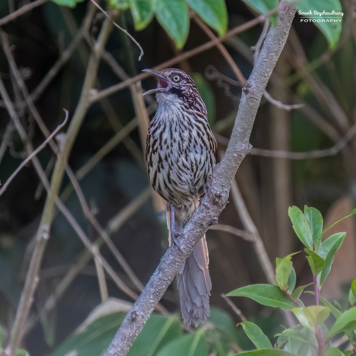 Mount Victoria Babax - ML629529818