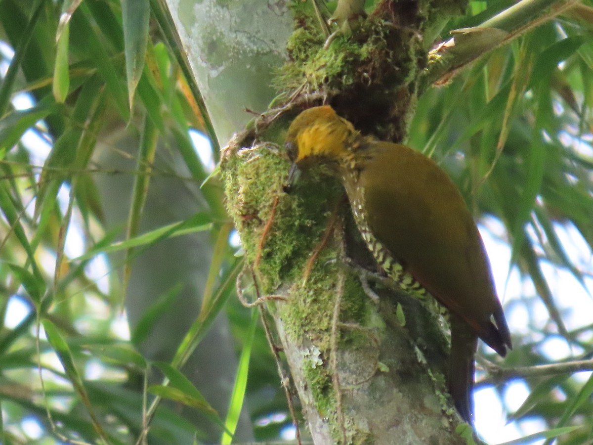 Lita Woodpecker - ML629529955