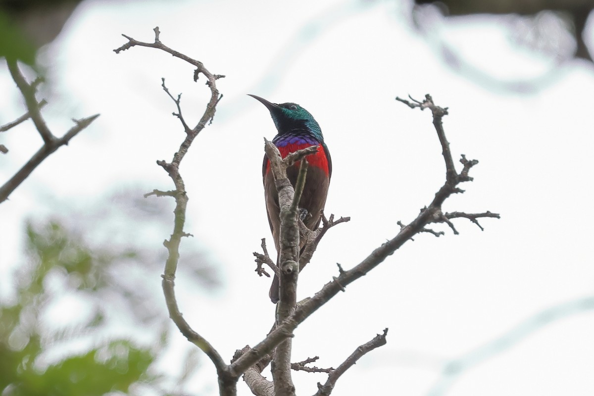 Neergaard's Sunbird - ML629529972