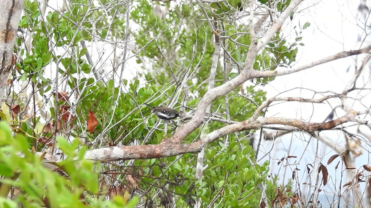 Southern White-fringed Antwren - ML629530020