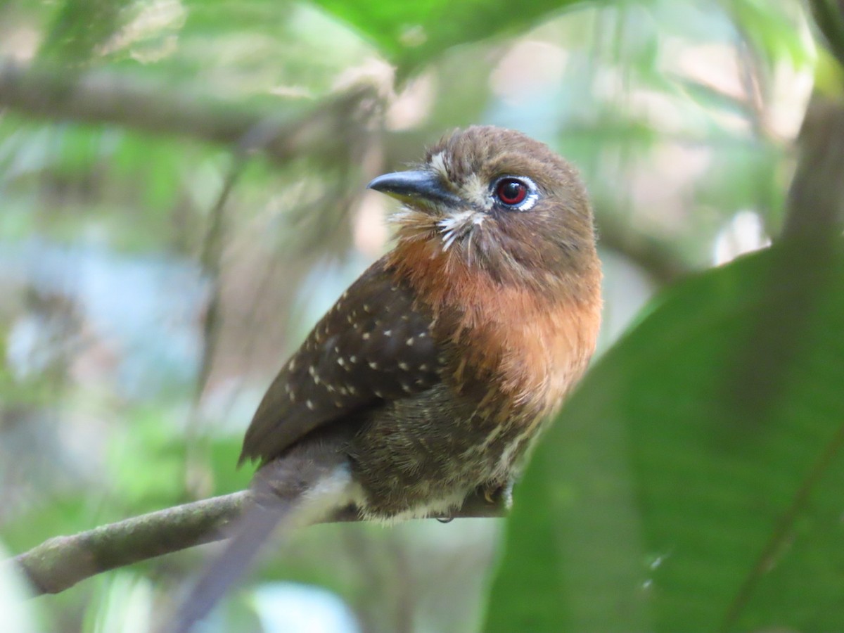 Moustached Puffbird - ML629530094