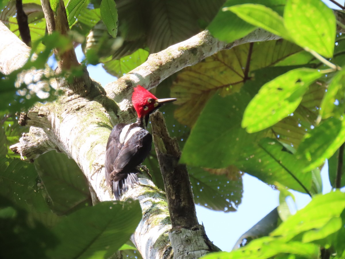 Crimson-crested Woodpecker - ML629530108