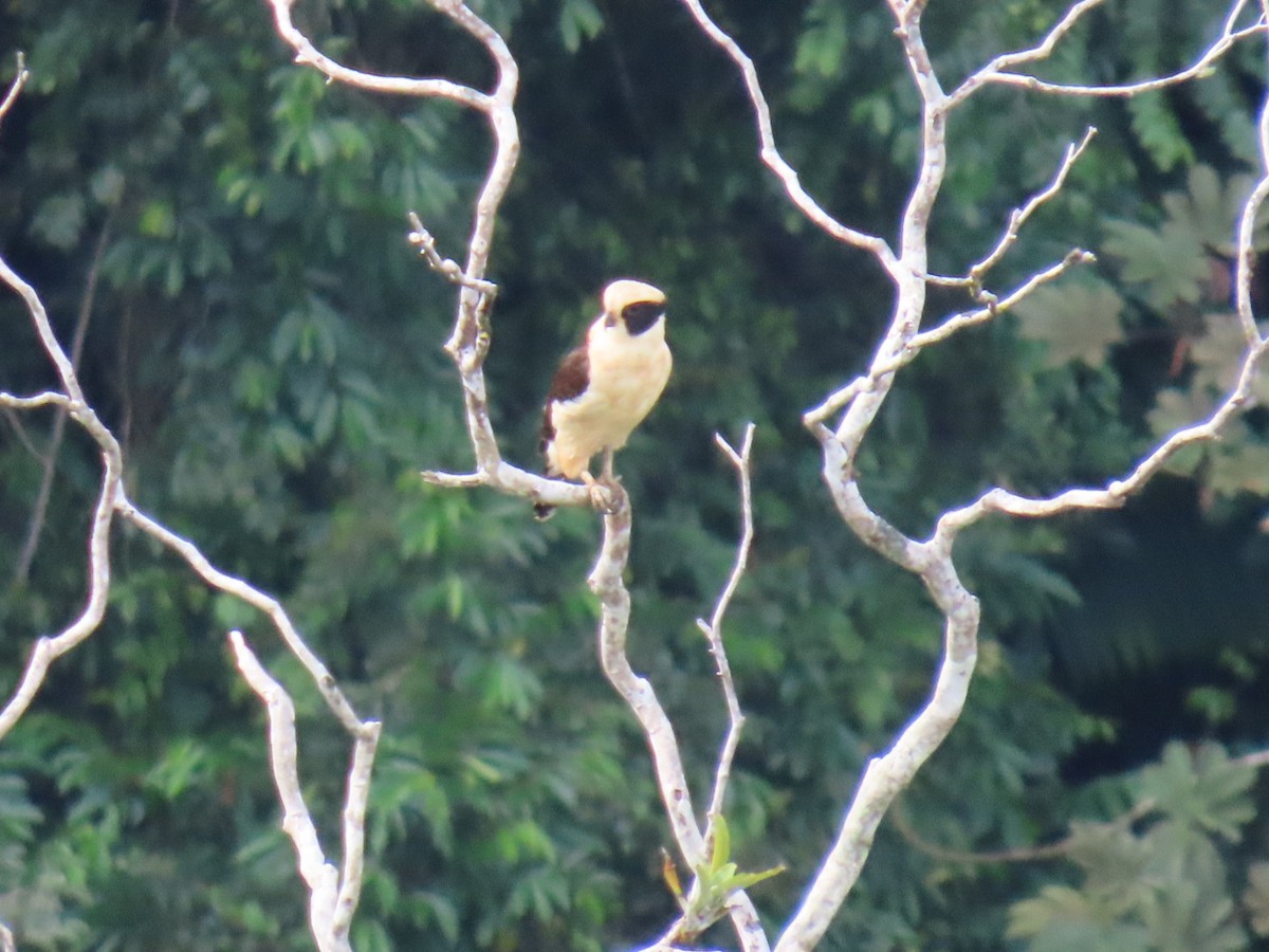 Laughing Falcon - ML629530125