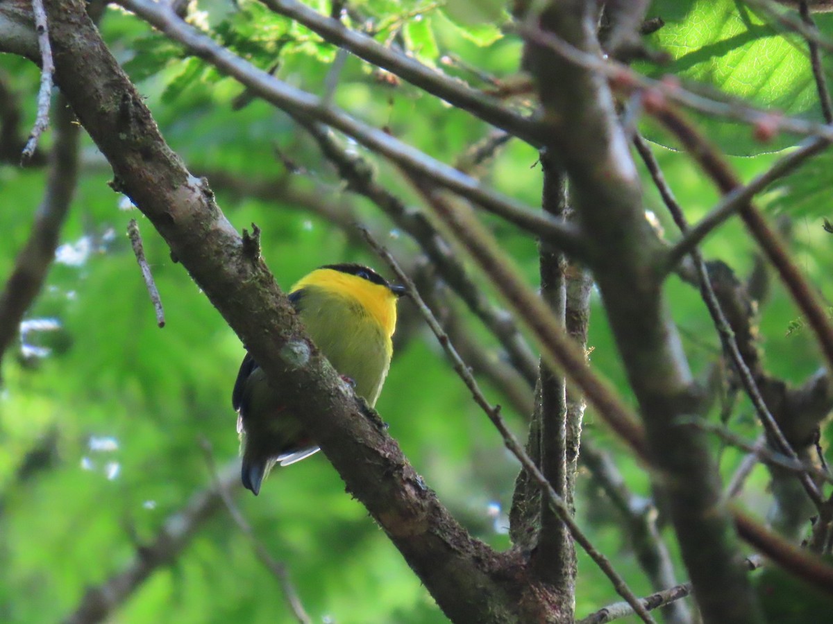 Golden-collared Manakin - ML629530155