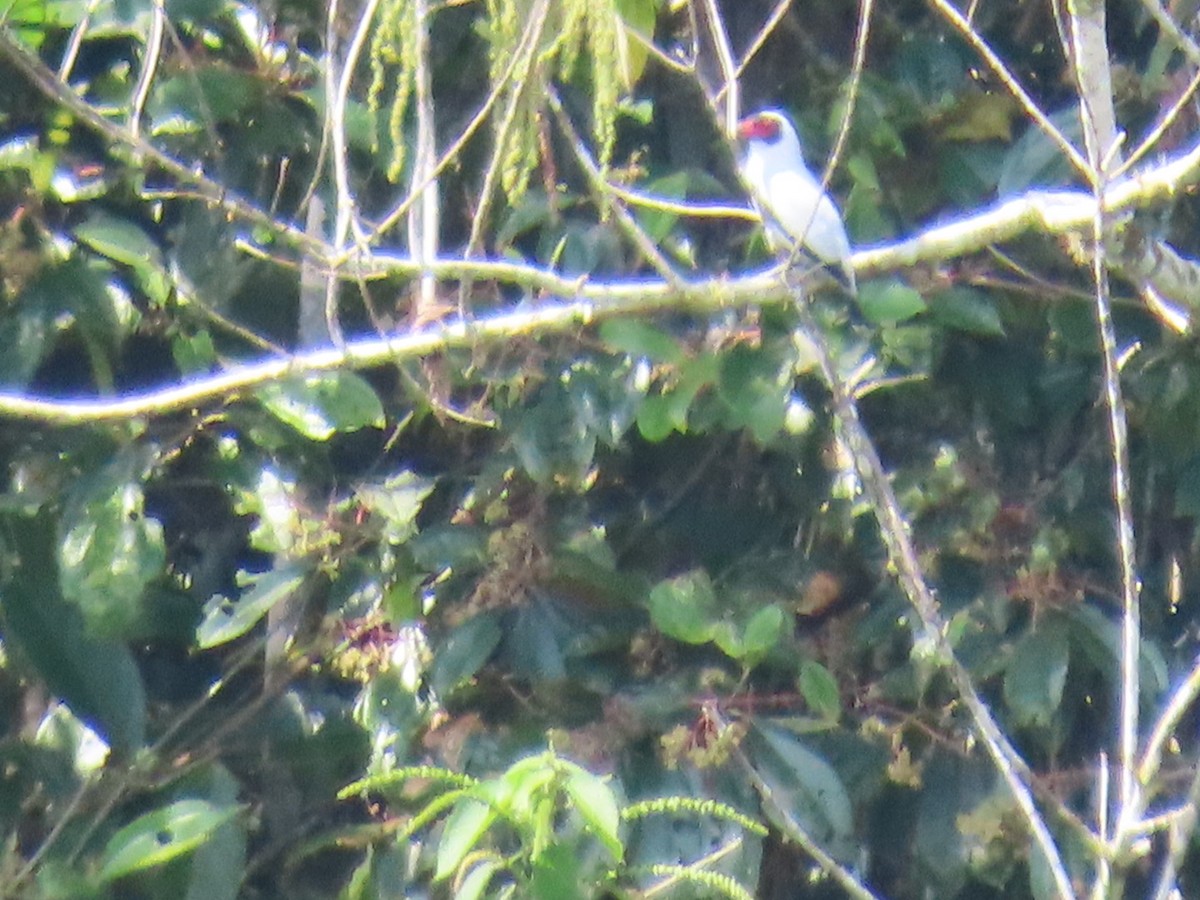 Masked Tityra - ML629530171