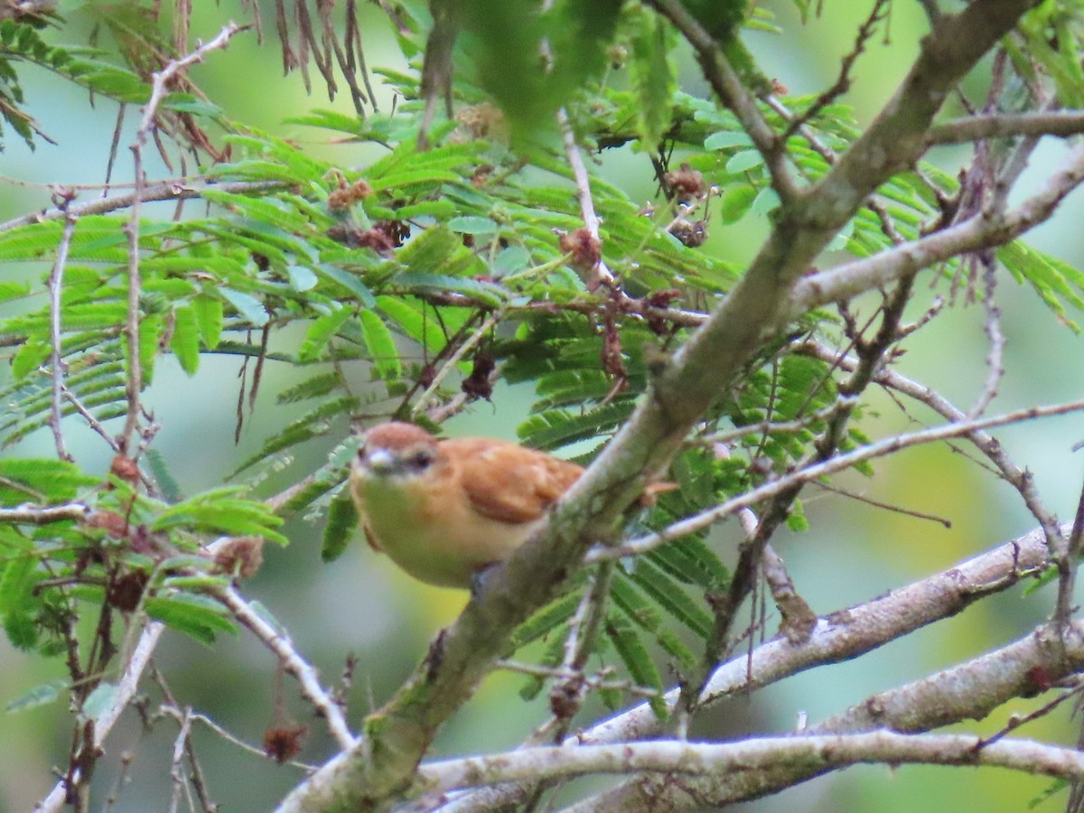 Cinnamon Becard - ML629530184