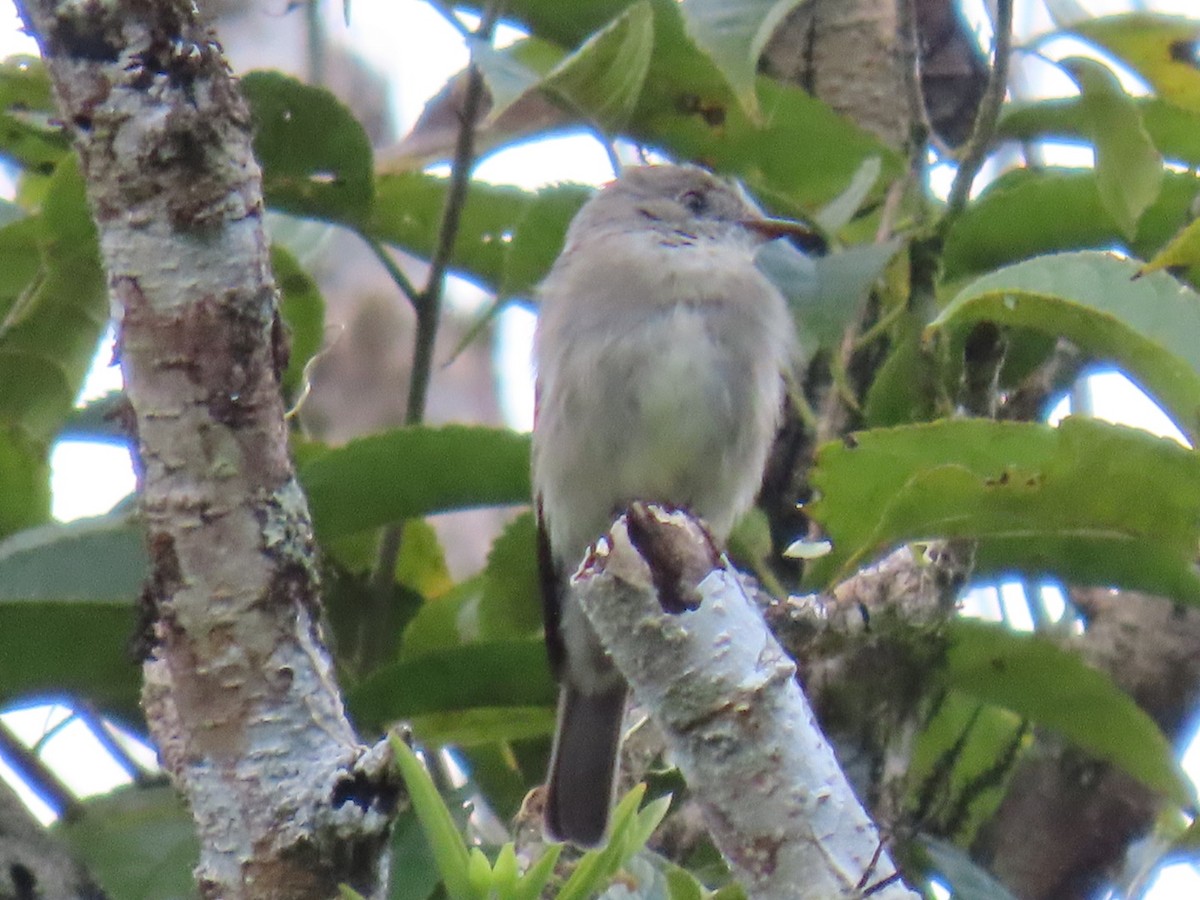 Western Wood-Pewee - ML629530198
