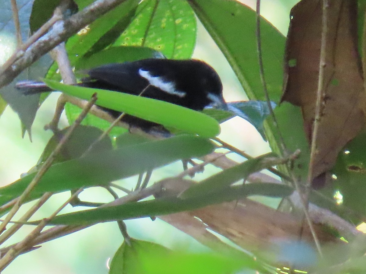 White-shouldered Tanager - ML629530318