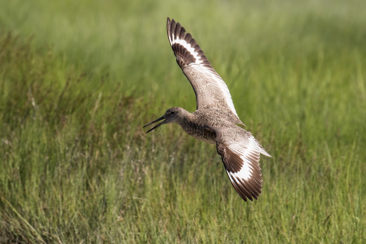 Willet - ML62953041