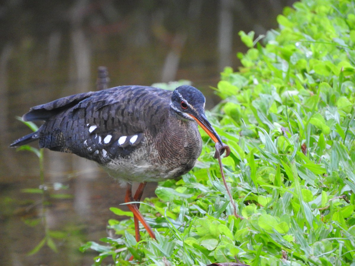 Sunbittern - ML629530672