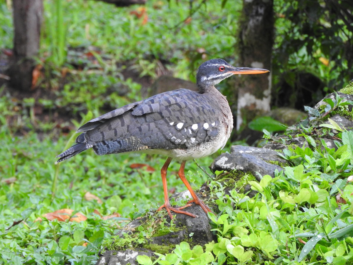 Sunbittern - ML629530700