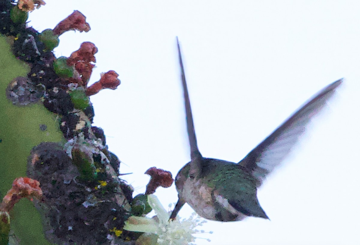 Beautiful Hummingbird - ML629530732