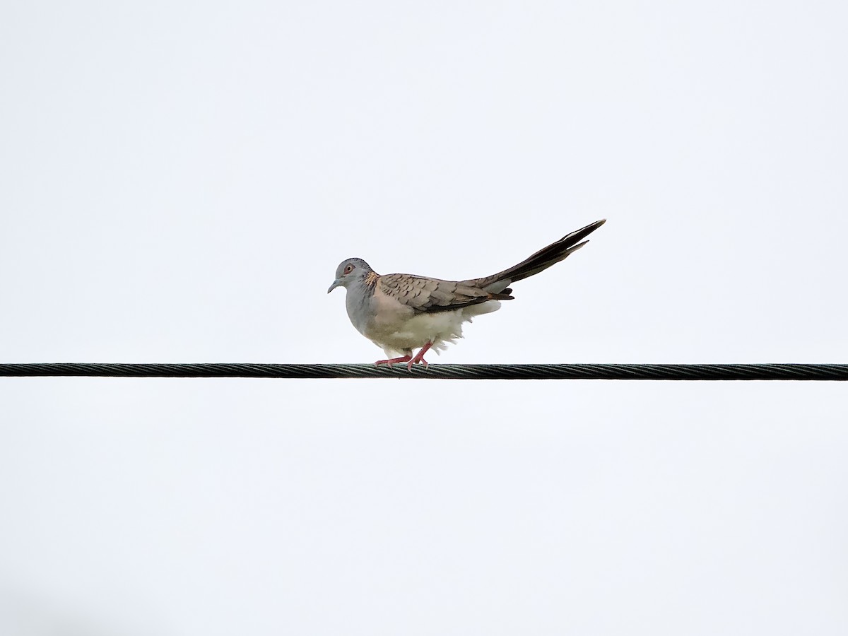 Bar-shouldered Dove - ML629531339
