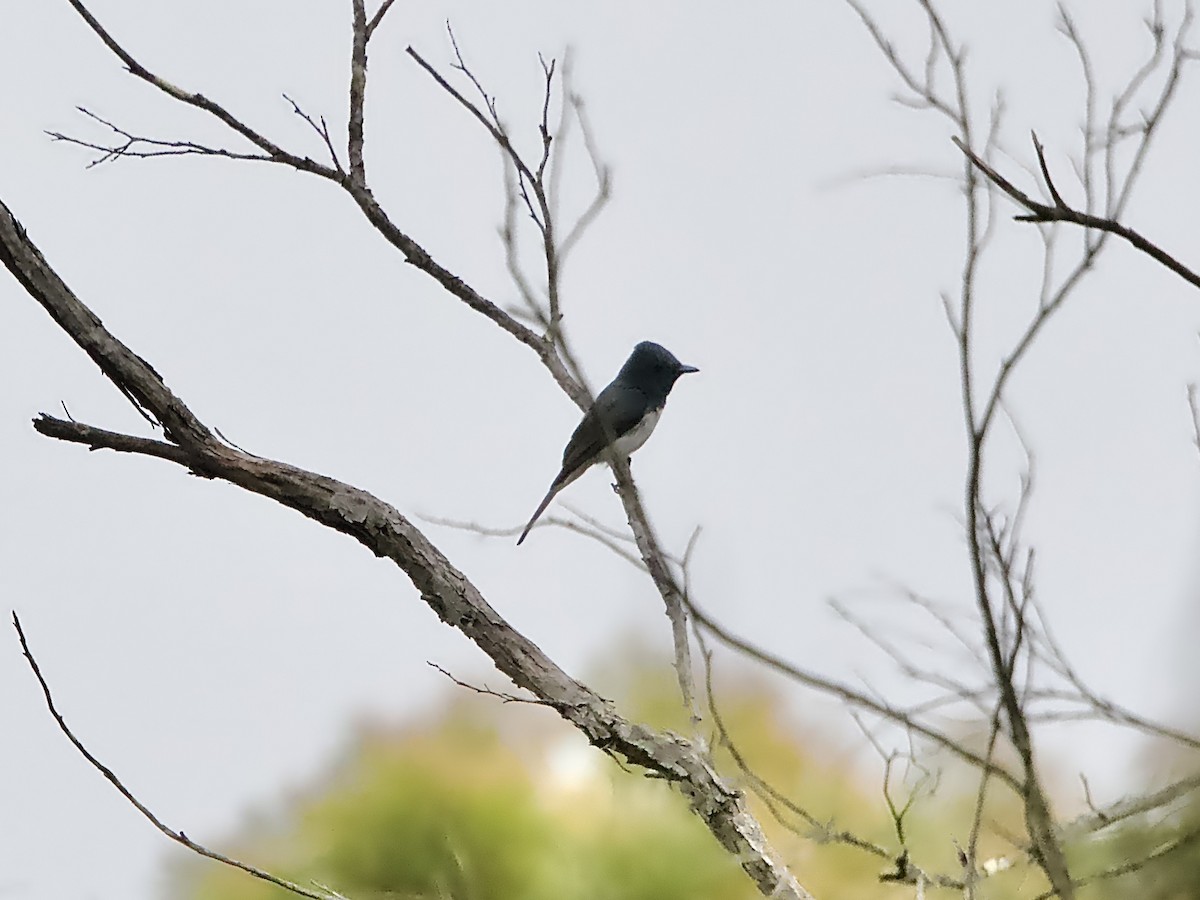 Leaden Flycatcher - ML629531360