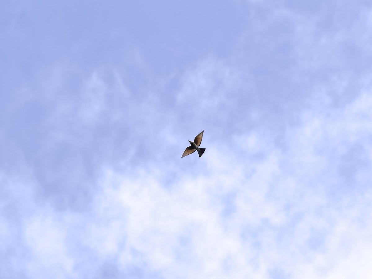 Rainbow Bee-eater - ML629531495