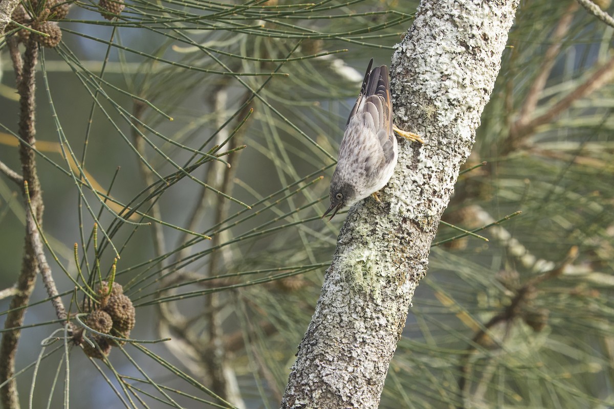 Varied Sittella - ML629531653