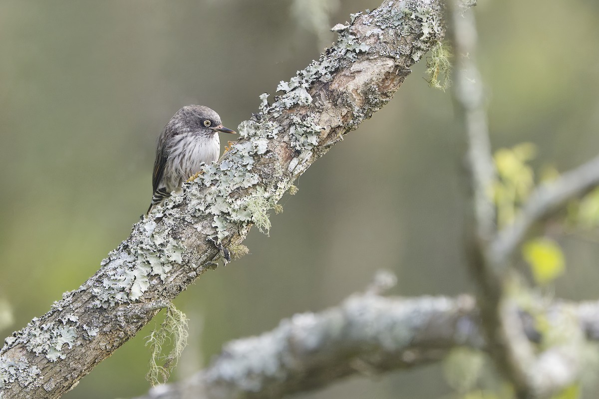 Varied Sittella - ML629531654