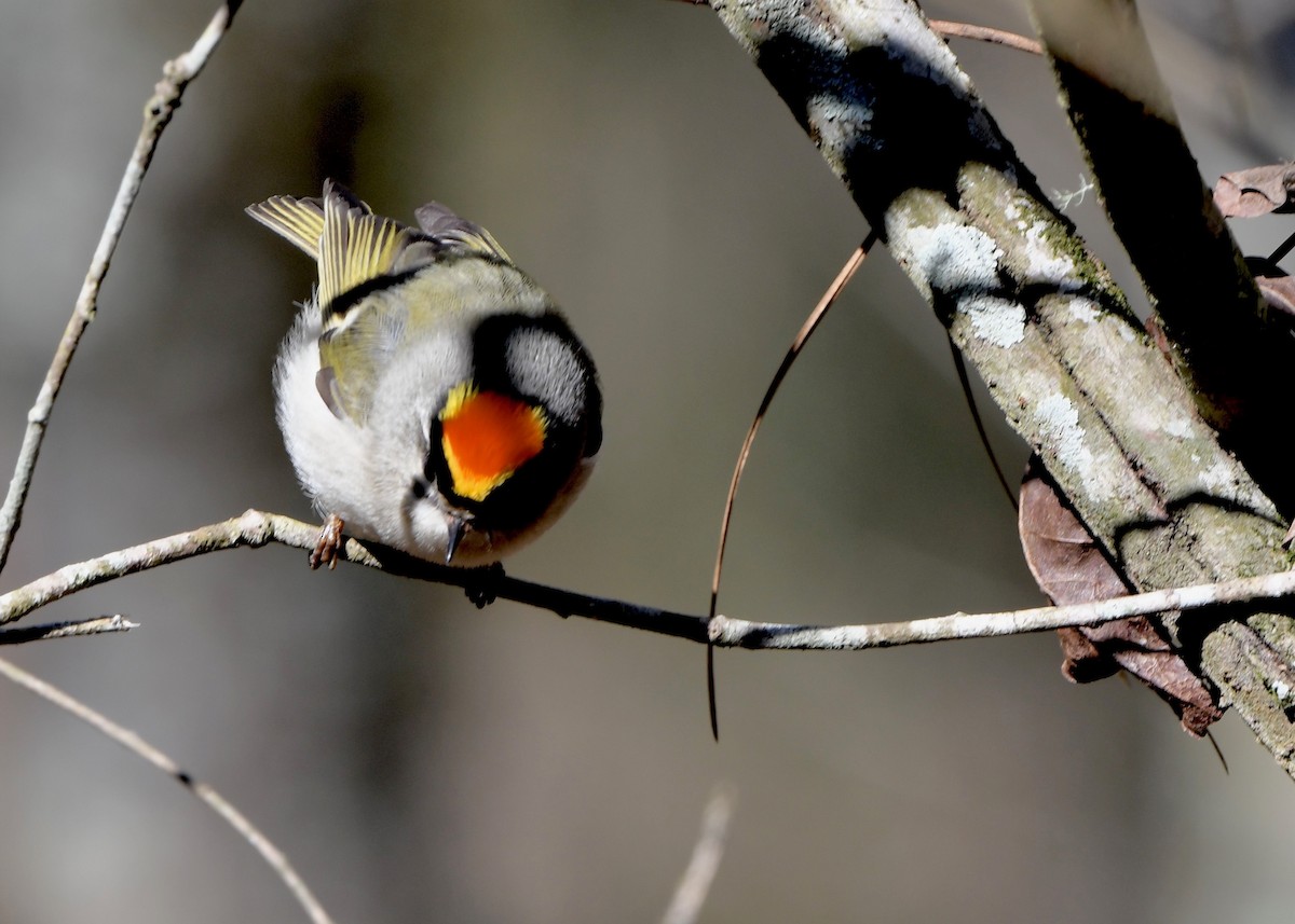 Golden-crowned Kinglet - ML629532220