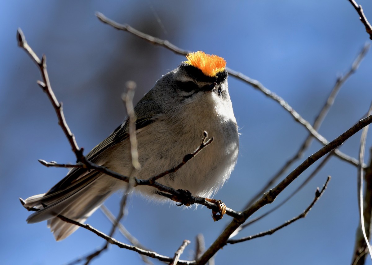 Golden-crowned Kinglet - ML629532221