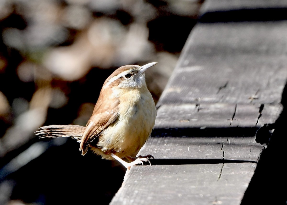 Carolina Wren - ML629532243