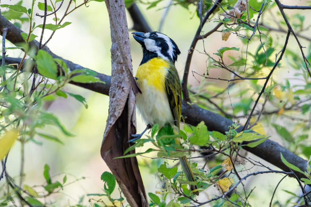 Western Shrike-tit - ML629532277