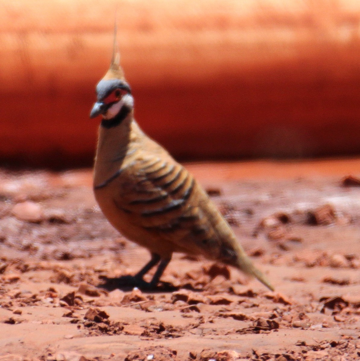 Spinifex Pigeon - ML629532511