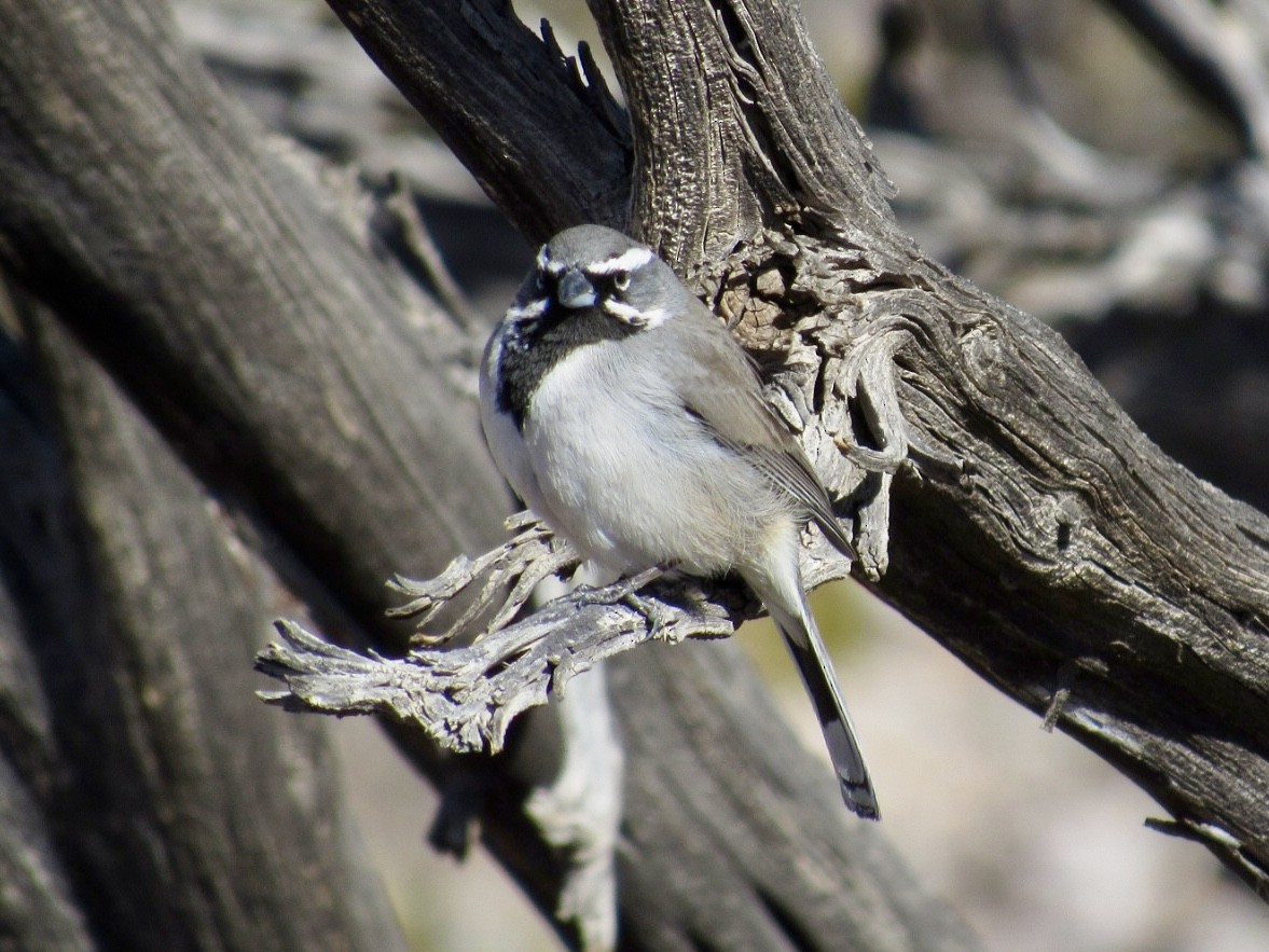 Black-throated Sparrow - ML629532611