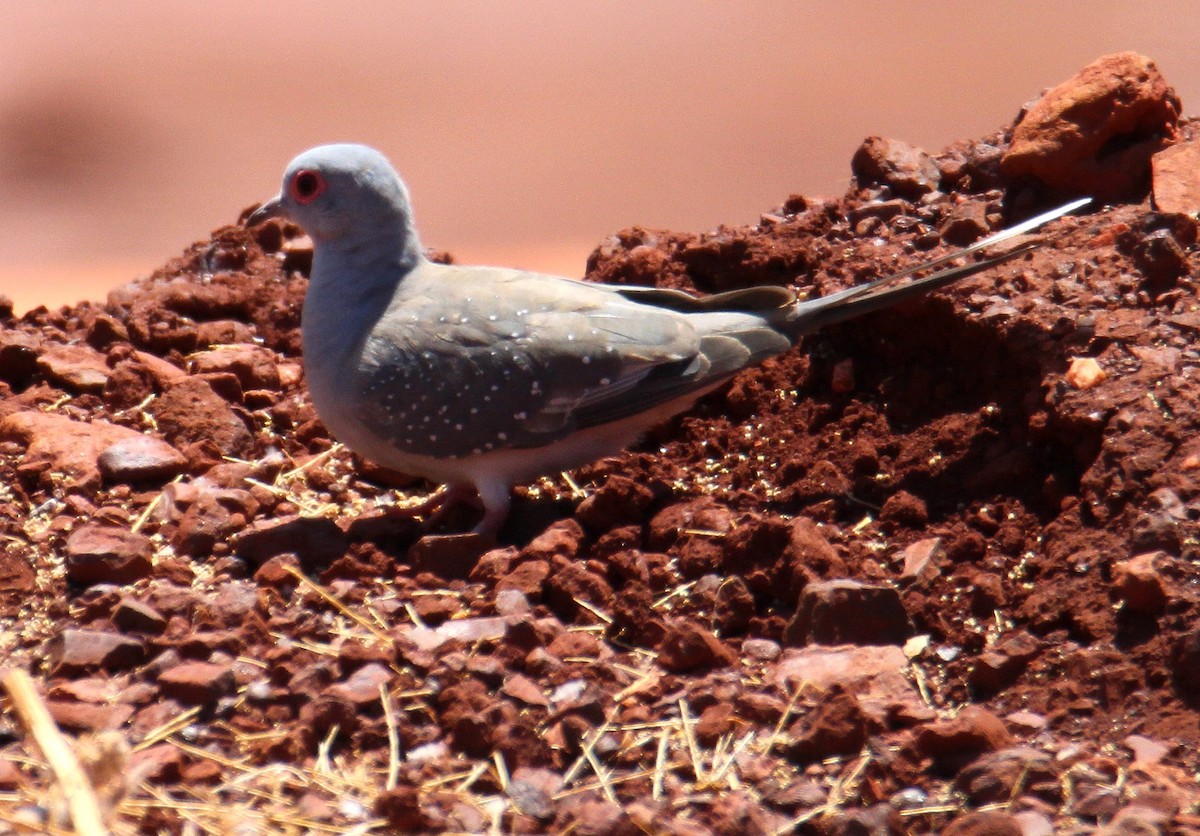 Diamond Dove - ML629532689