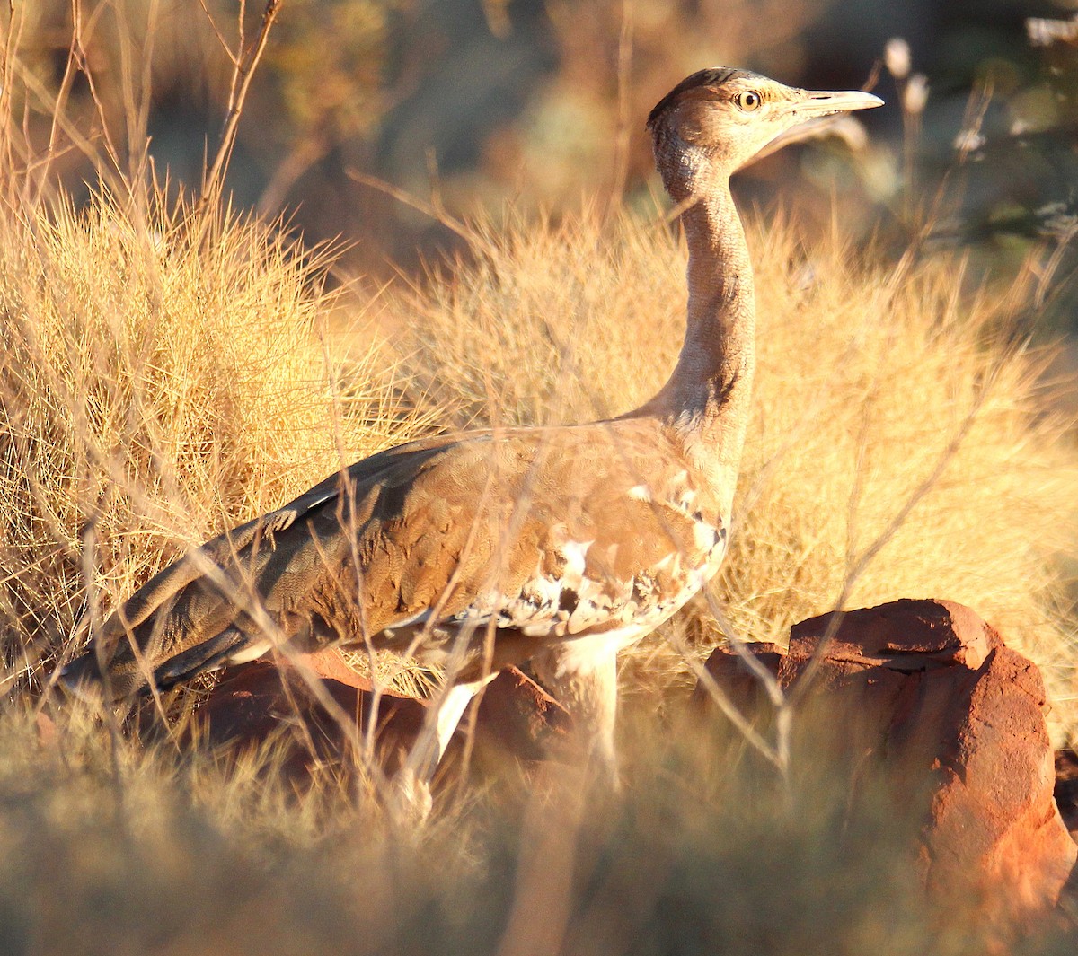 Australian Bustard - ML629532704
