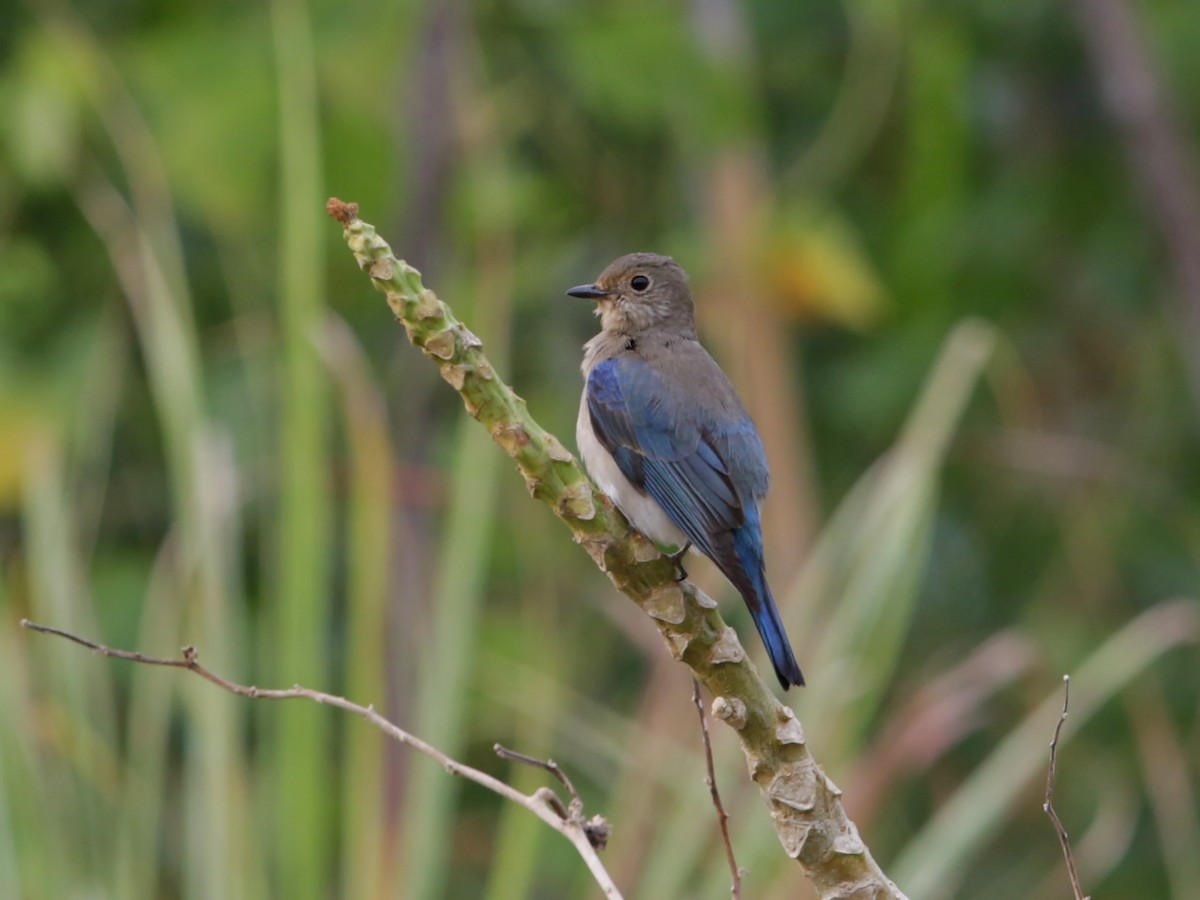 Blue-and-white/Zappey's Flycatcher - ML629533041