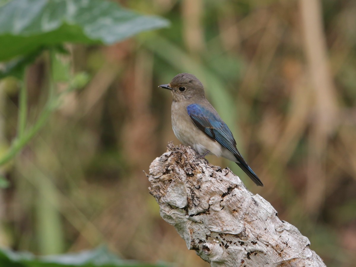 Blue-and-white/Zappey's Flycatcher - ML629533042