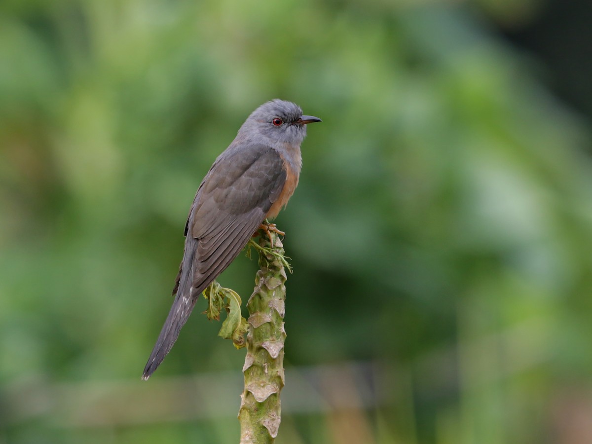 Plaintive Cuckoo - ML629533047