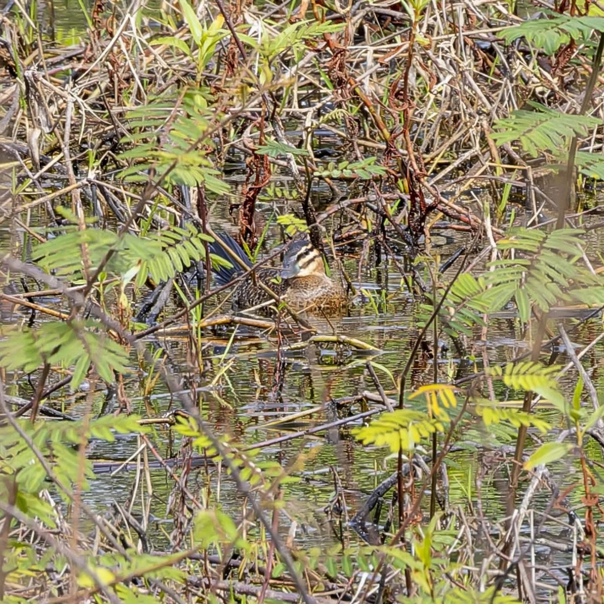 Masked Duck - ML629533124