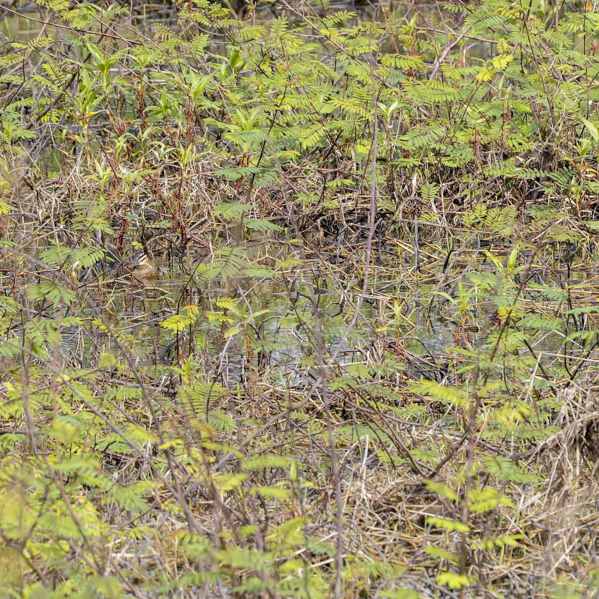 Masked Duck - ML629533125