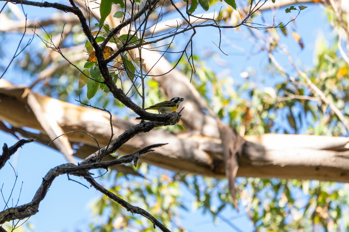 Western Shrike-tit - ML629533244