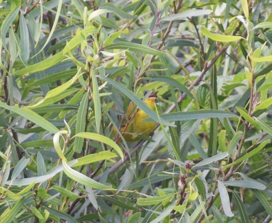 Black-lored Yellowthroat - ML629533357