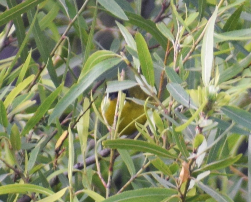 Black-lored Yellowthroat - ML629533358
