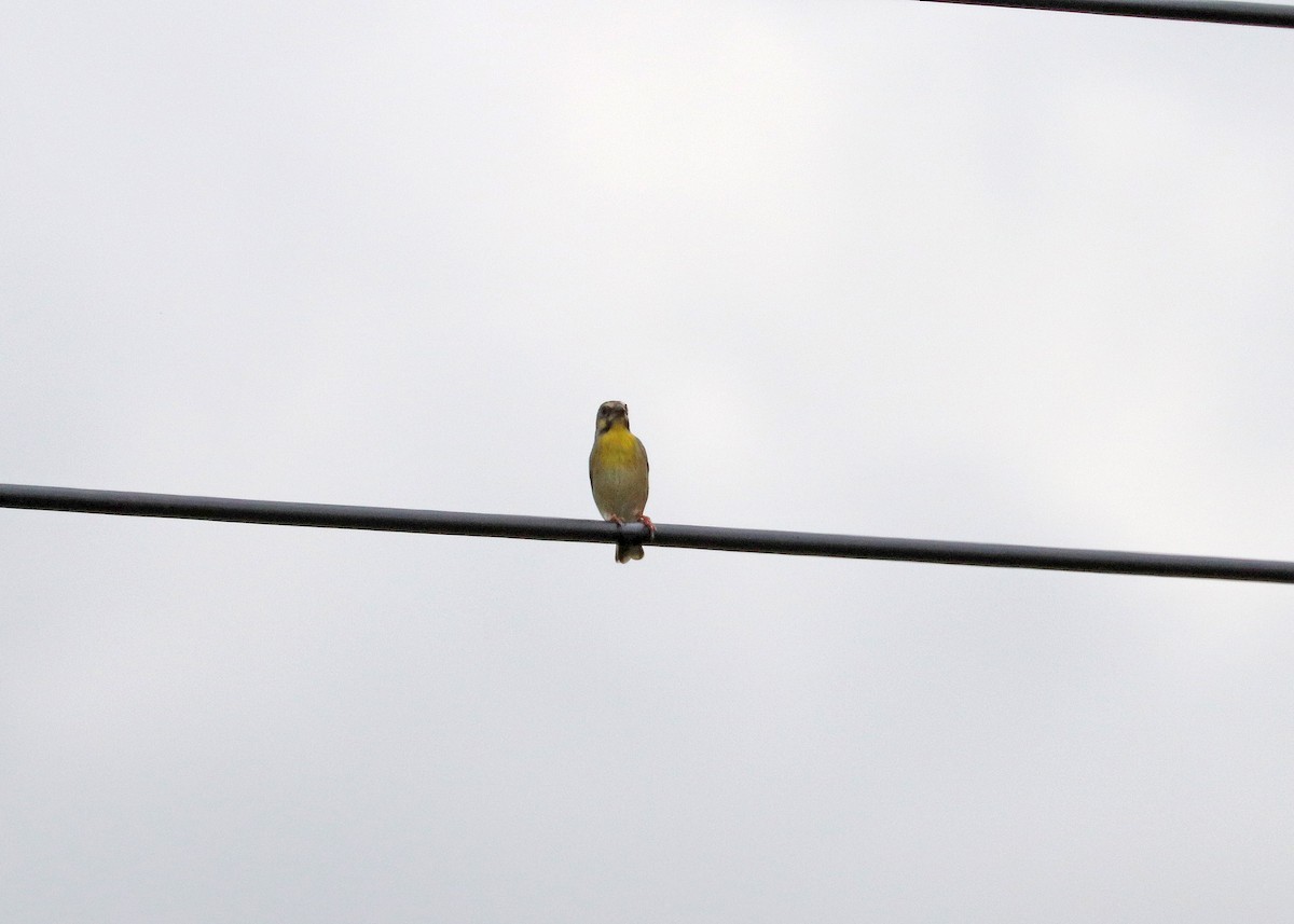 Lemon-breasted Seedeater - ML629533508