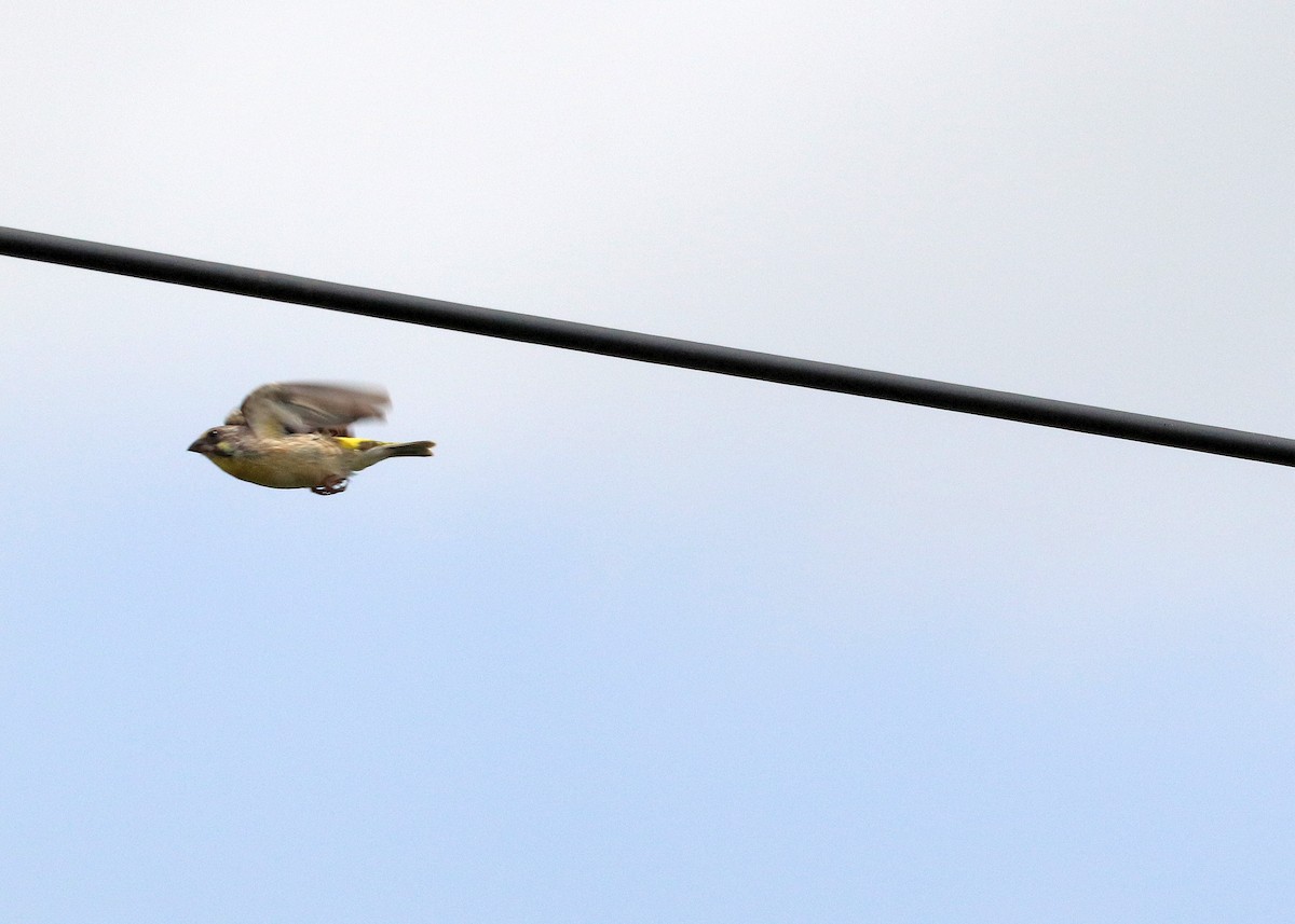 Lemon-breasted Seedeater - ML629533510